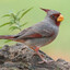 Pyrrhuloxia