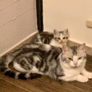 唐山顶级打手派出所VIP