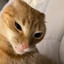 Gato naranja