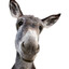 Donkey