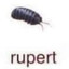 Sitasitikas Rupert