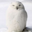 SNOWY OWL