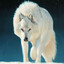 xWhiteWolfx