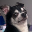 Perrito Ramon