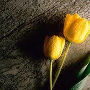 Tulip - steam id 76561197964430991