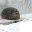 seallover