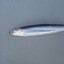 anthony anchovy