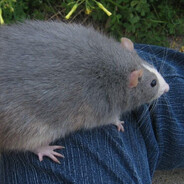 omg435 - steam id 76561198269217216