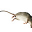 1 dead rat