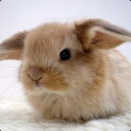 Nooblet