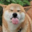 Doggo