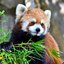 Red Panda