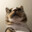 mr cat