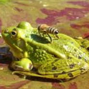 Frog Chilling with da Bees
