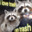 RacistRacoon