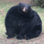 Urso Gordo Bebé