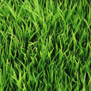 Grass