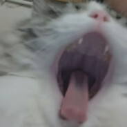 郁金香不如她的浴巾香