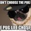 Thug the Pug