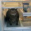 cat_da_fridge