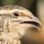 unsuspecting_quail