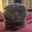 Kilar_cat