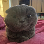 Kilar_cat