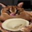 0_sasiska_0