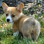 Corgi_Queen