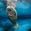 Manatee