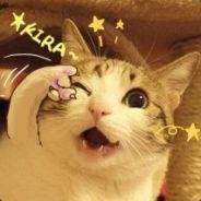 [CHN]Stupid Cat