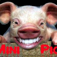 $win 81.169.177.60:27019 <A&C>