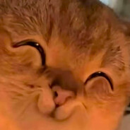 嘟嘟打雷的蜥蜴