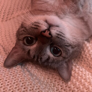 ДикПиковая Дама