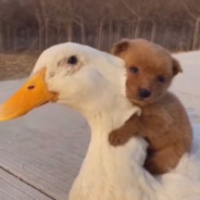 RichestPalladiumMerchant