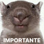 Avatar of Manguito que no rota