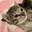 nim
