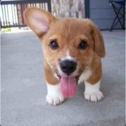 手选卡尔的都是大傻×