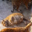 Fat tiger