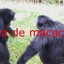 macaco997