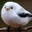 cute bird with positive mental