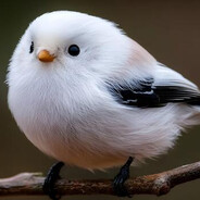 cute bird with positive mental