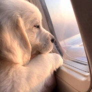 金小强天下无敌