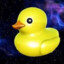 quack quack