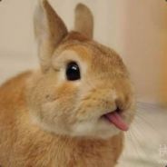 Finally_win 小白狼