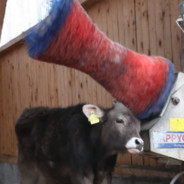 Happy Cow