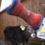 Happy Cow