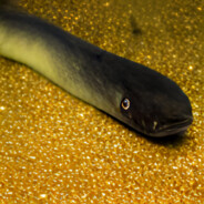 eel