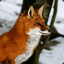 Majestic Mr Fox