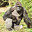 Harambe The Gorilla